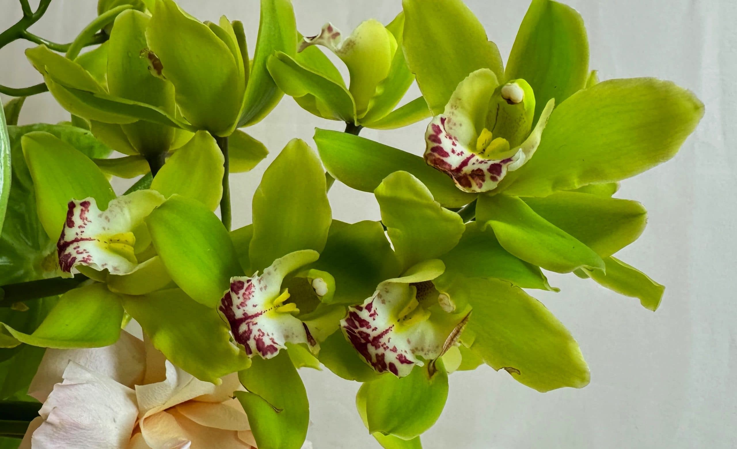 Epanouir Flower Studio