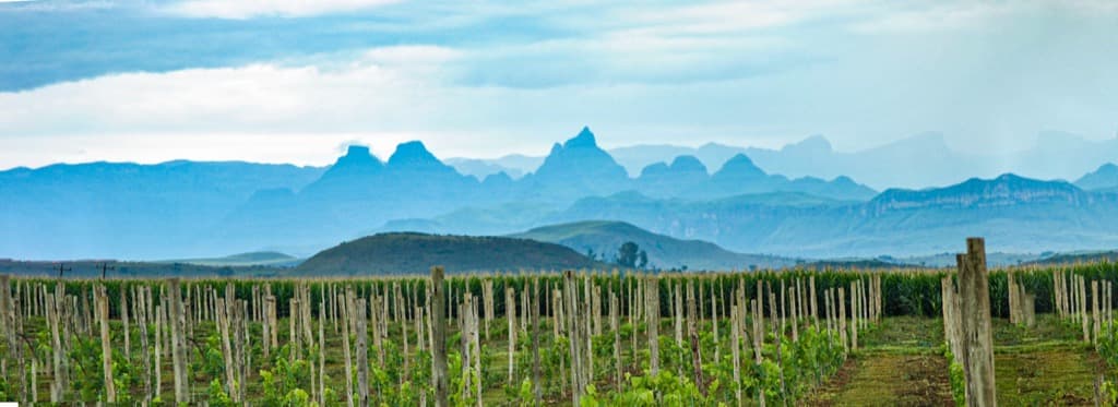 Cathedral Peak Wine Estate